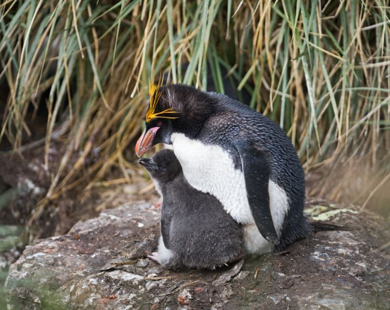 Největší kolonie tučňáků - Obrázek 7