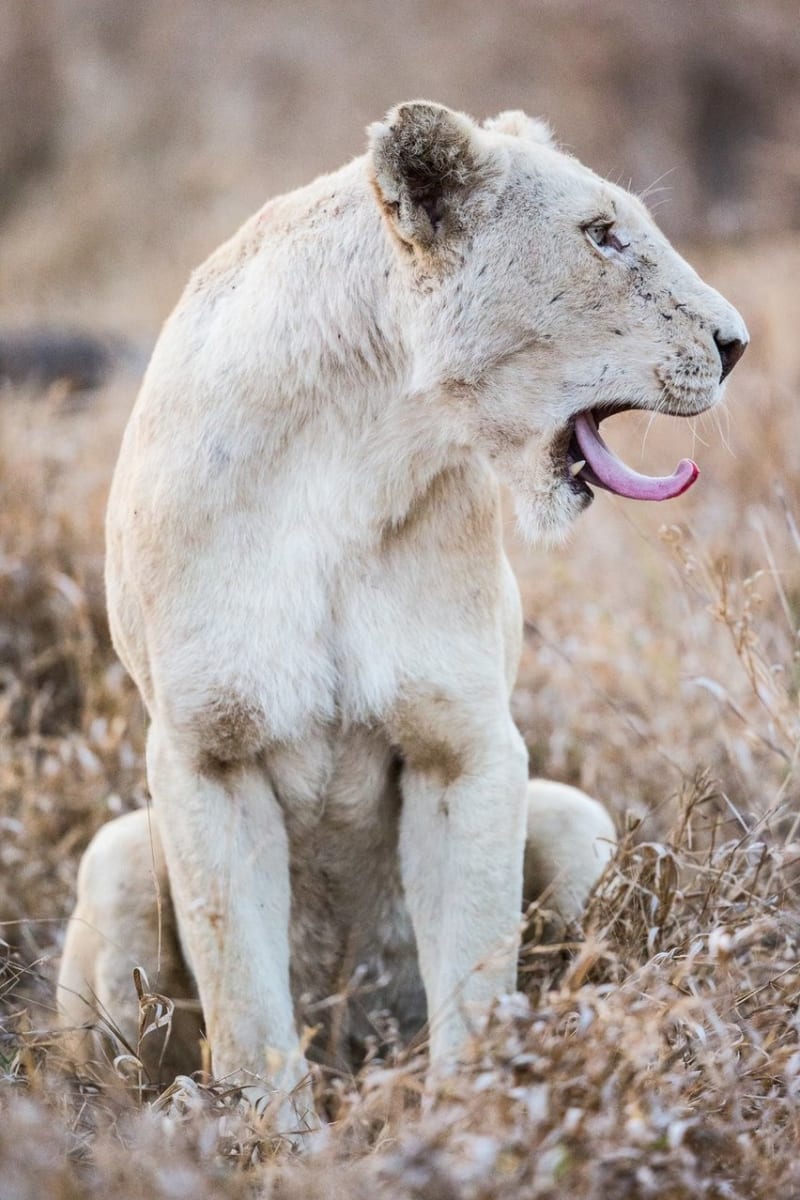 Bílí lvi z Timbavati - Obrázek 6