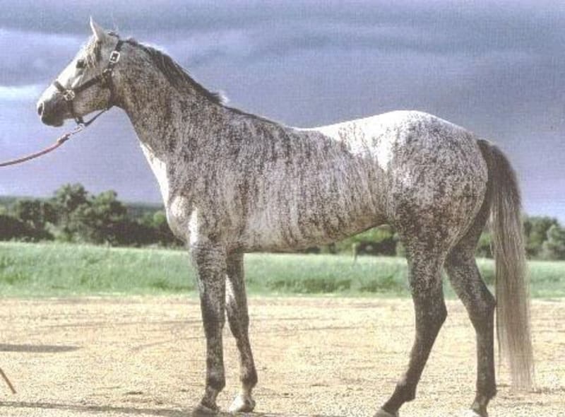 Nejpodivněji a nejkrásněji zbarvení koně - Obrázek 12