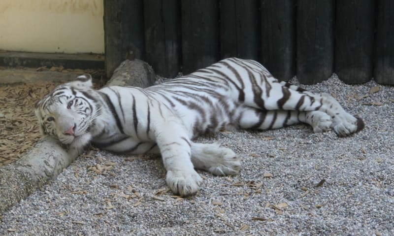 Liberecký bílý tygr