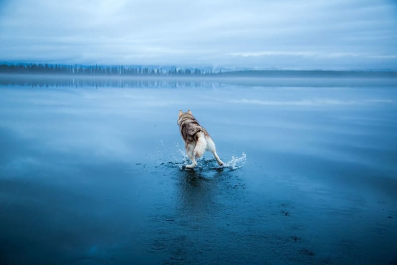 Huskyové na zamrzlém sibiřském jezeře vypadají, jako by chodili po vodě! - Obrázek 12