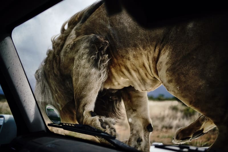 GALERIE: Kevin Richardson nafotil nádhernou sérii snímků se lvy - Obrázek 4