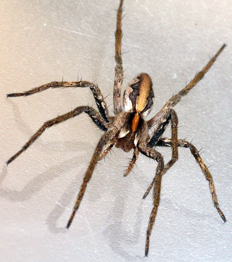 Lovčík hajní - pavouk, který umí uplatit samičku - krásně vybarvený jedinec