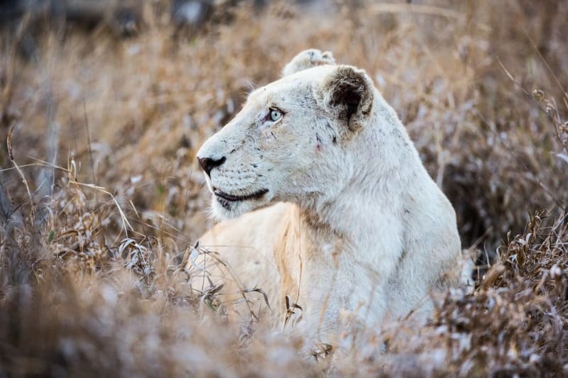 Bílí lvi z Timbavati - Obrázek 5