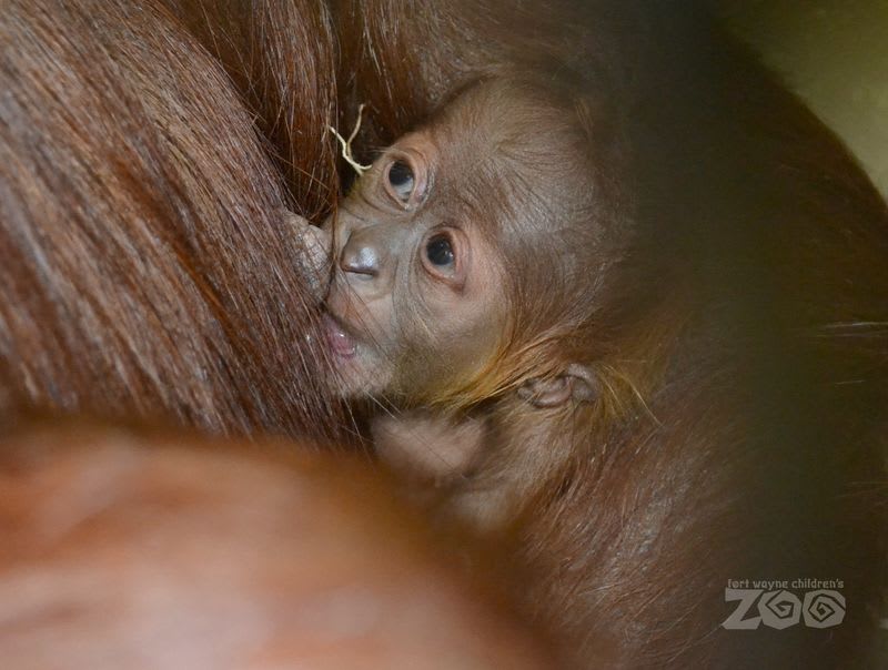 Mladý orangutan - Obrázek 4