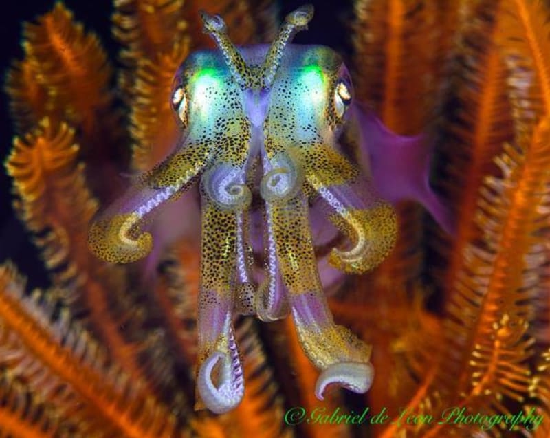 Krásná a smrtící chapadla chobotnic - Obrázek 4