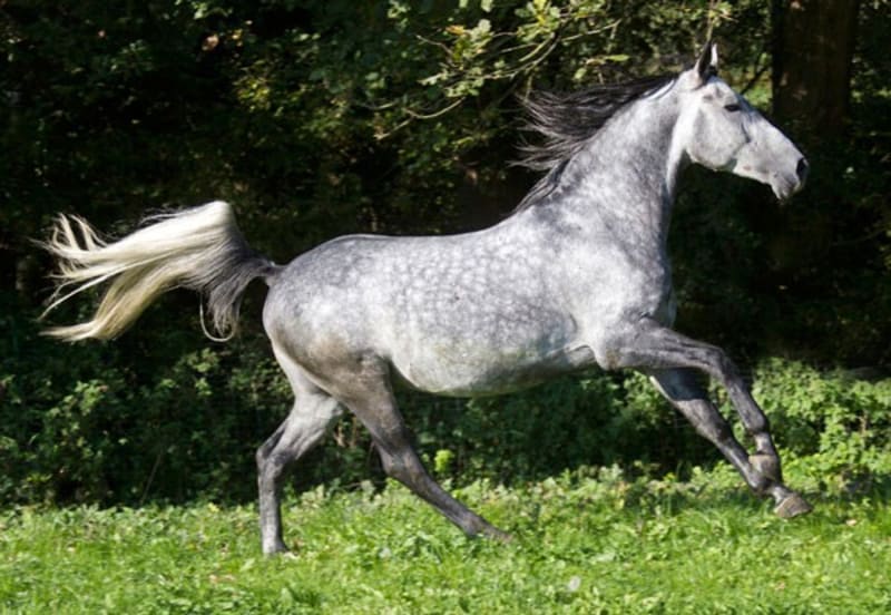 Nejpodivněji a nejkrásněji zbarvení koně - Obrázek 10