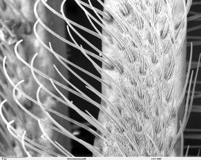 Nejpodivnější hlavy hmyzu zblízka - Obrázek 20
