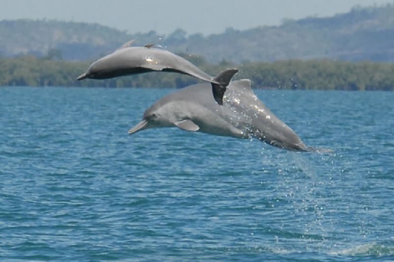 Nově objevení delfíni