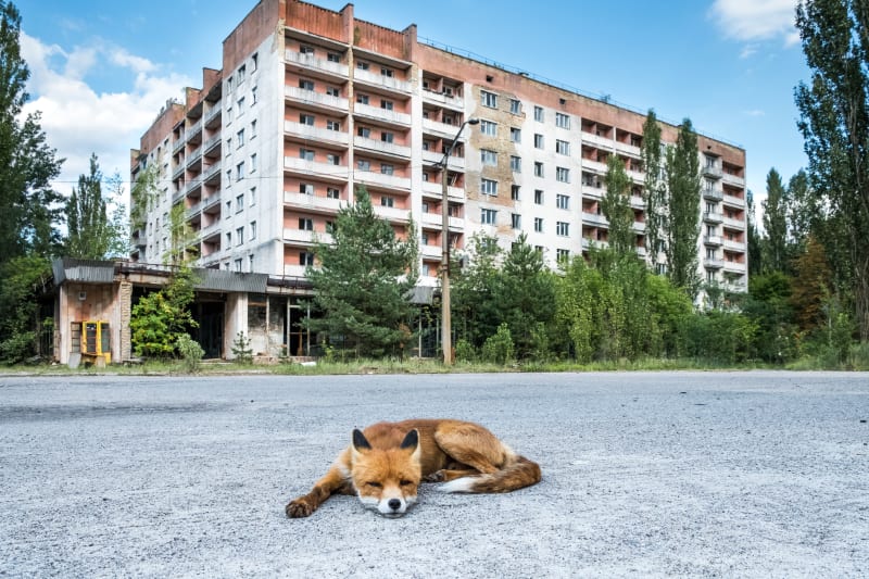Z lišky ležící v zasažené oblasti okolo Černobylu by konspirátoři jistě také mnoho vyvodili