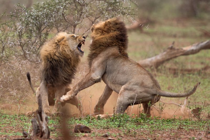 FOTOSTORY: Dva lvi se porvali o hárající samici - Obrázek 4