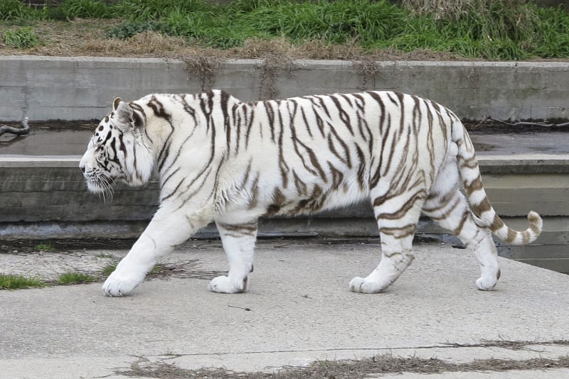 jedinec bílého tygra v Madrid