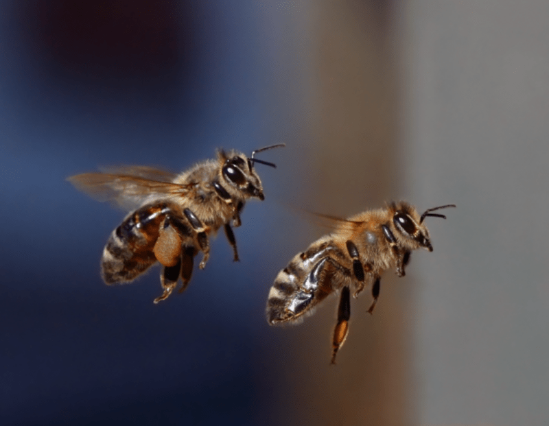 Včelstvo je zpravidla složeno z jedné matky, mnoha dělnic, a určitého množství trubců