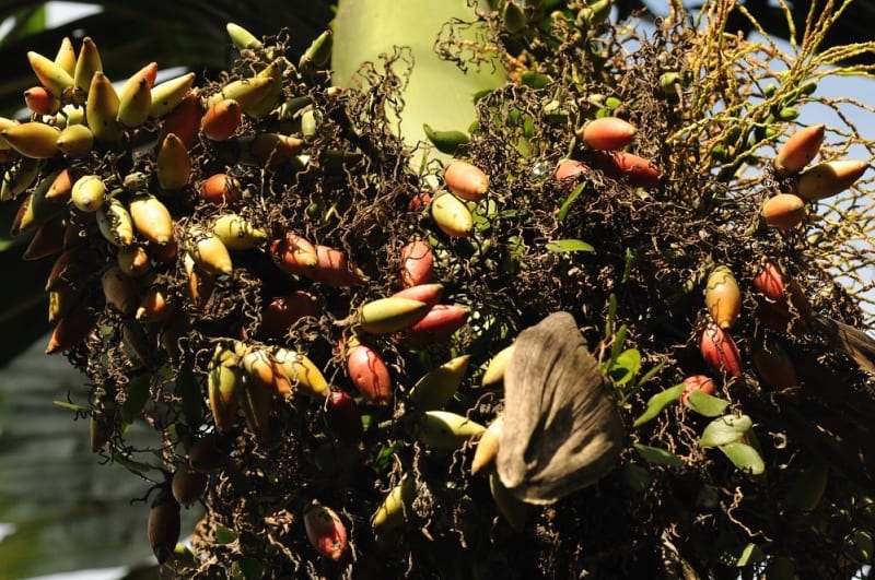 Plody palmy Areca catechu