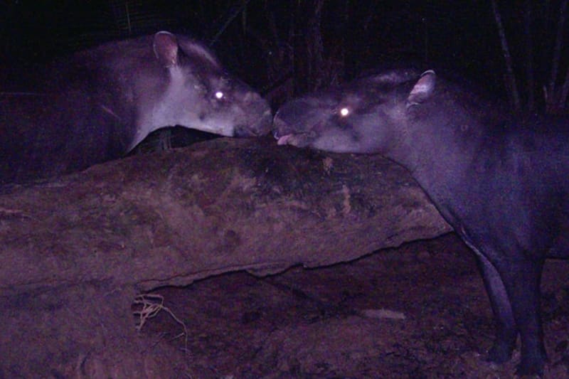 Tapirus kabomani