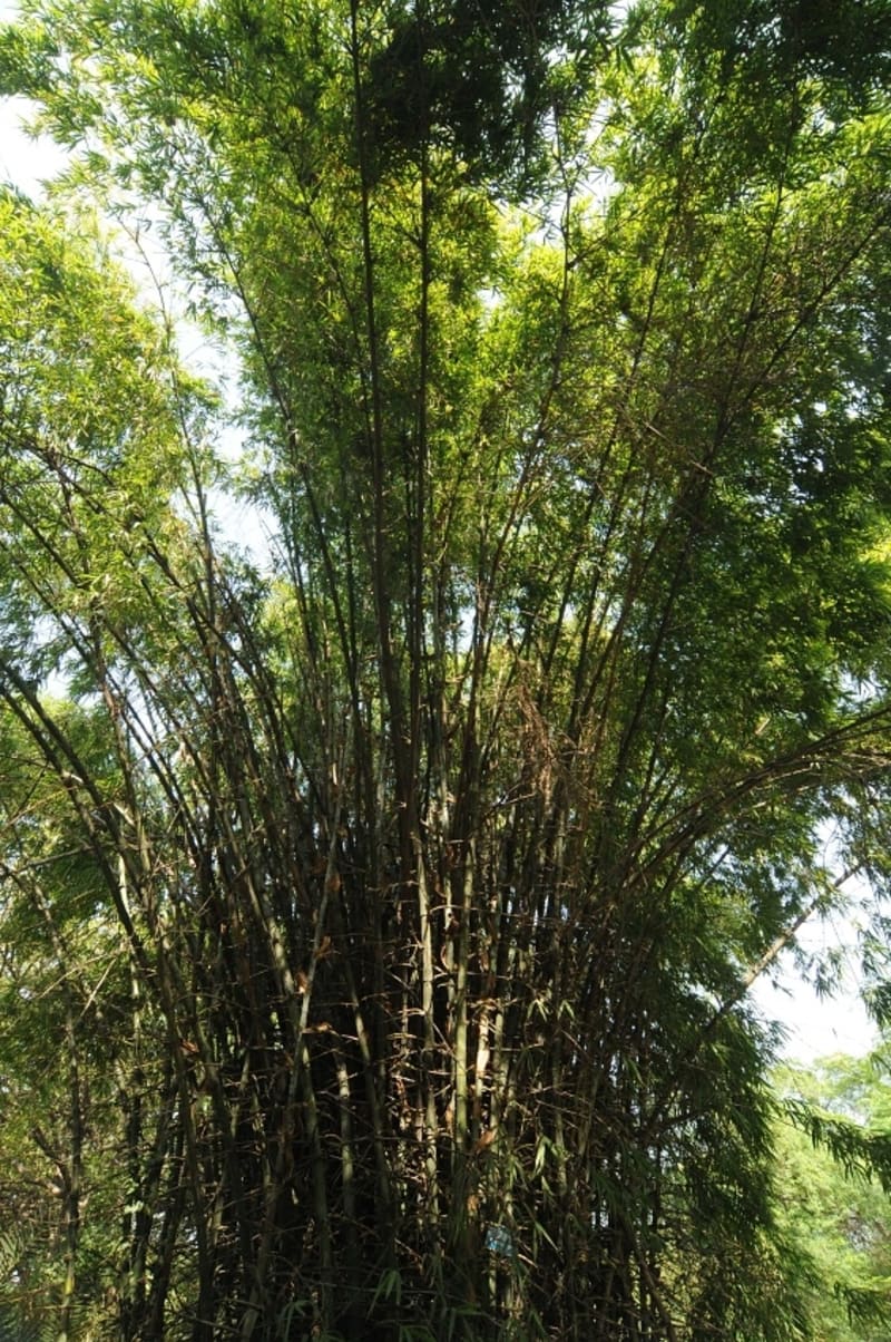Bambusa bambos