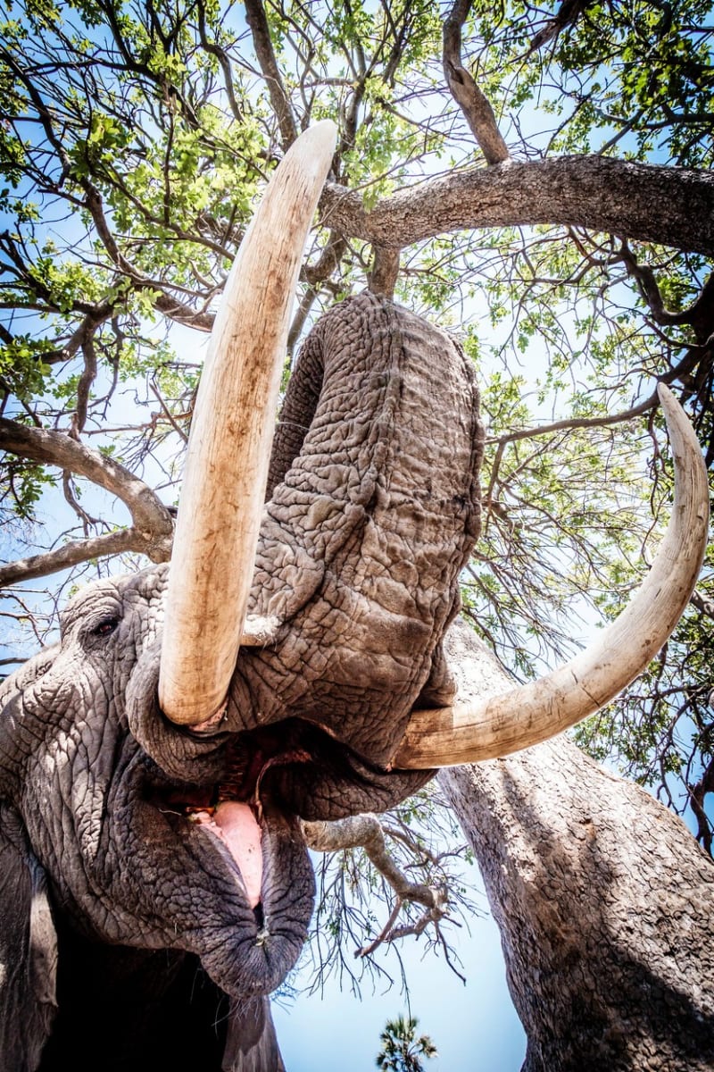 Nejlepší fotografie slonů: Perspektiva je ukazuje z nečekaných úhlů - Obrázek 4