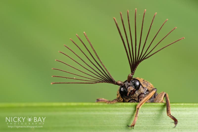 Nejkrásnější hmyz Singapuru - Obrázek 4
