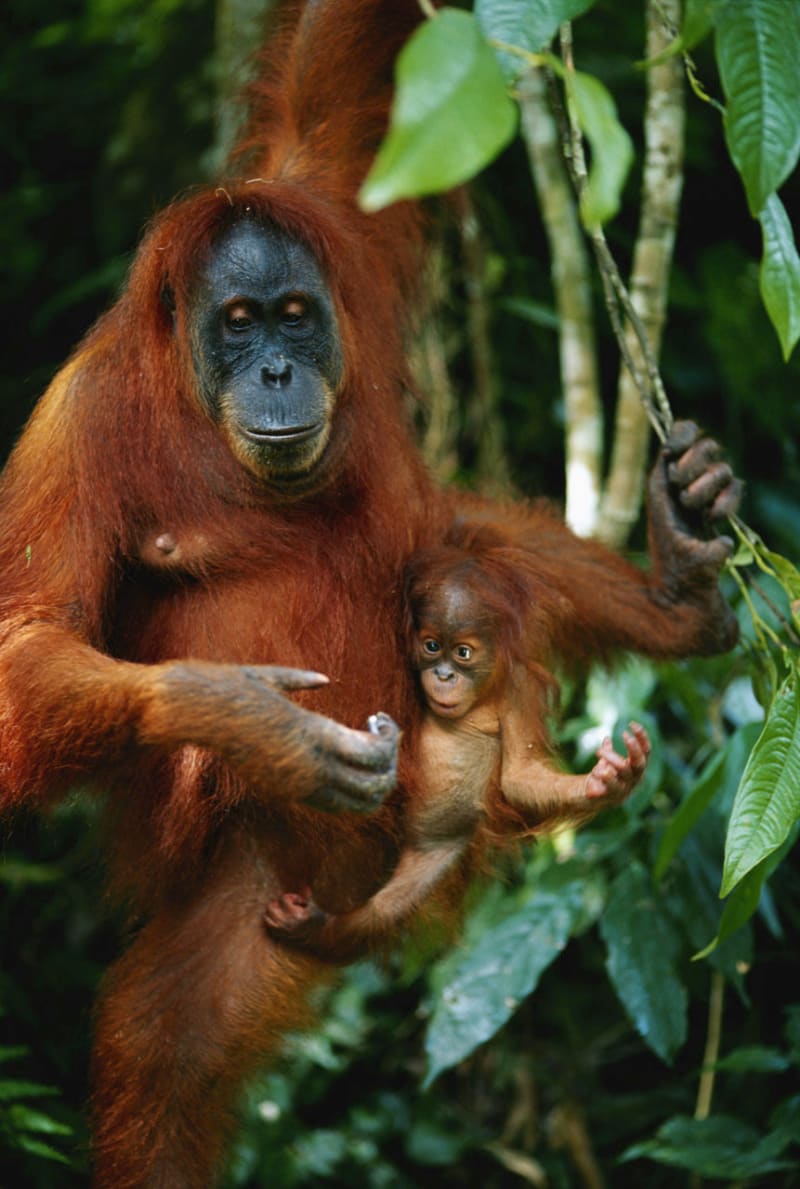 Orangutani: zrzaví pralesní muži, kterým hrozí vyhynutí - Obrázek 4