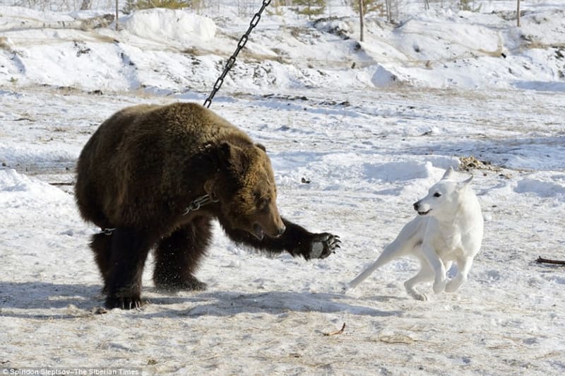 Ilegální trápení medvědů v Rusku - Obrázek 9