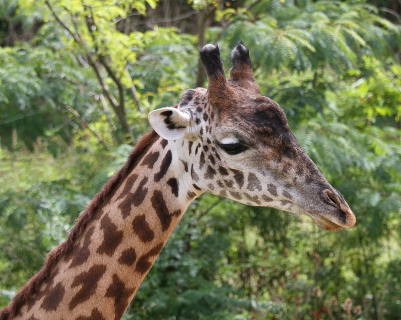 Žirafa masajská detail hlavy