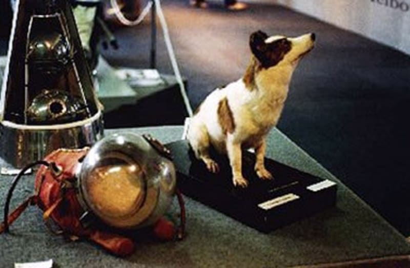 Oba psi misi na Sputniku 5 přežili. Jedno ze Strelčiných štěňat dostal jako dar prezident Kennedy.