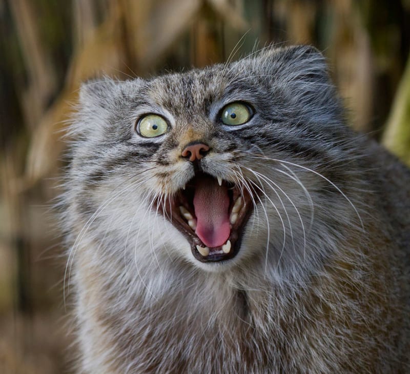 Manulové: krásné a zcela ohrožené divoké kočky - Obrázek 8