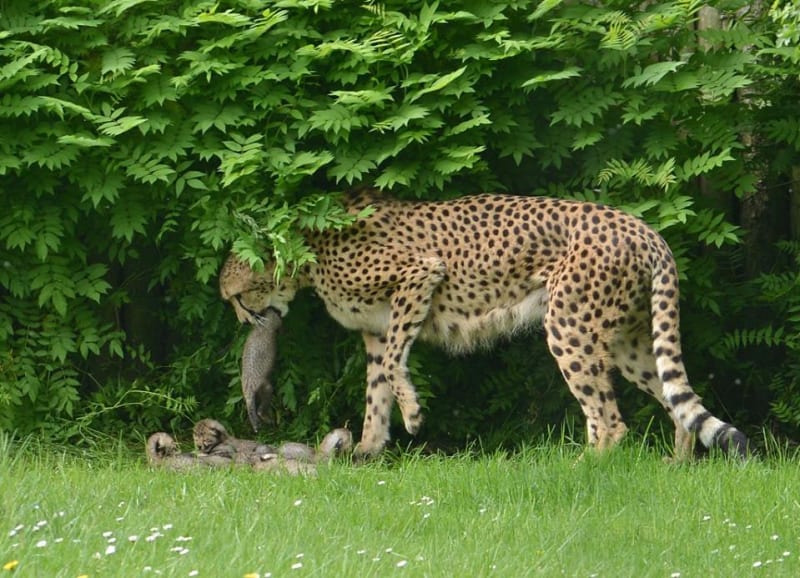 Gepardice v Munsteru porodila sedm mláďat! - Obrázek 5