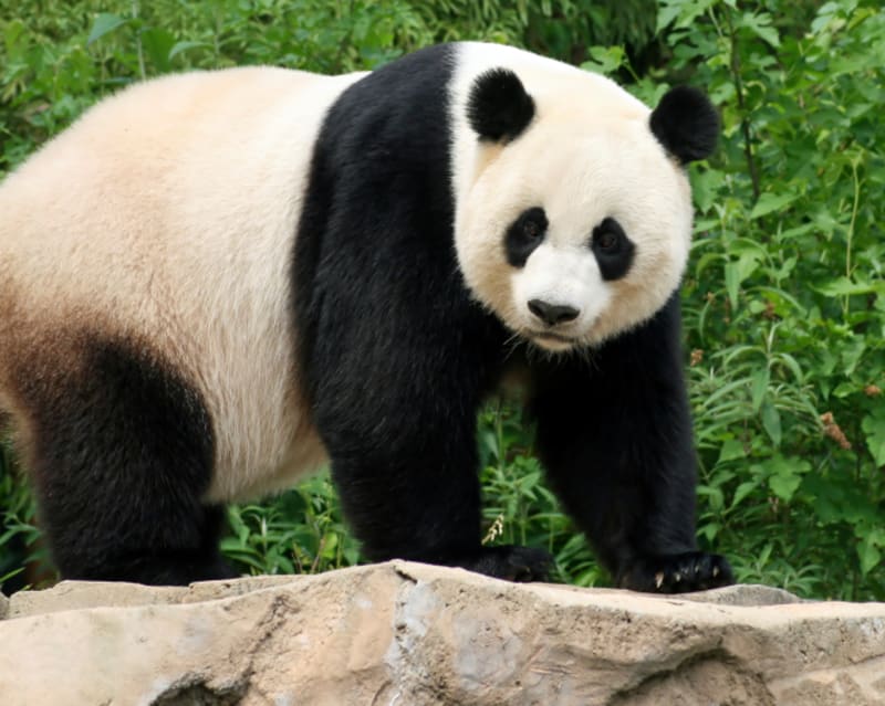 Dospělá panda váží 75–160 kilo, dlouhá je 1,6–1,9 metru. FOTO: Thinkstock