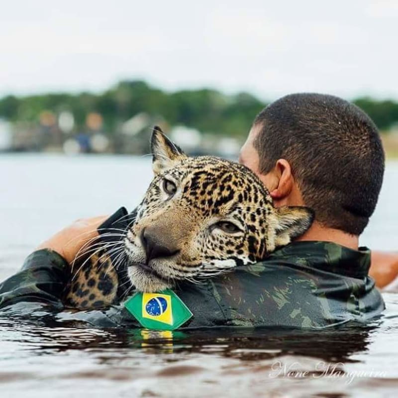 Brazilský armádní jaguár  - Obrázek 3