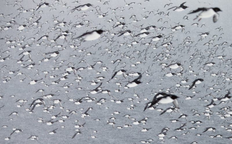 Alkouni úzkozobí (Uria aalge) přelétávají nad severovýchodním Norskem.