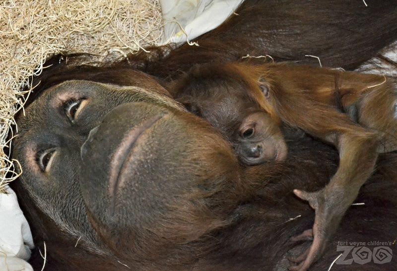Mladý orangutan - Obrázek 5