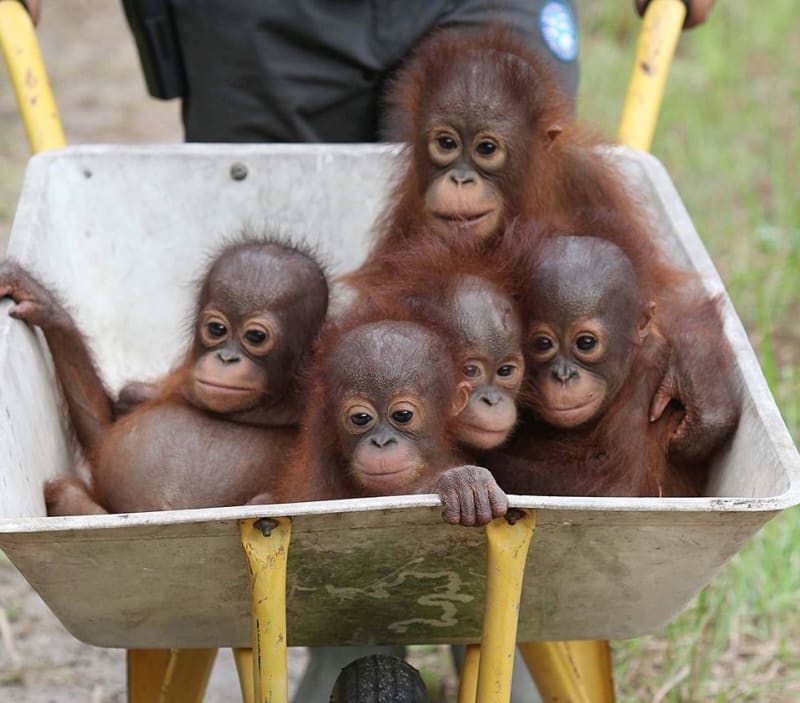 Záchrana orangutaních mláďat  - Obrázek 4