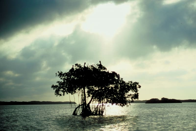 Území mangrovů se při shonu za potravou stává cílem návštěv kapustňáků, dugongů, tapírů, prasat, koček rybářských nebo tygrů