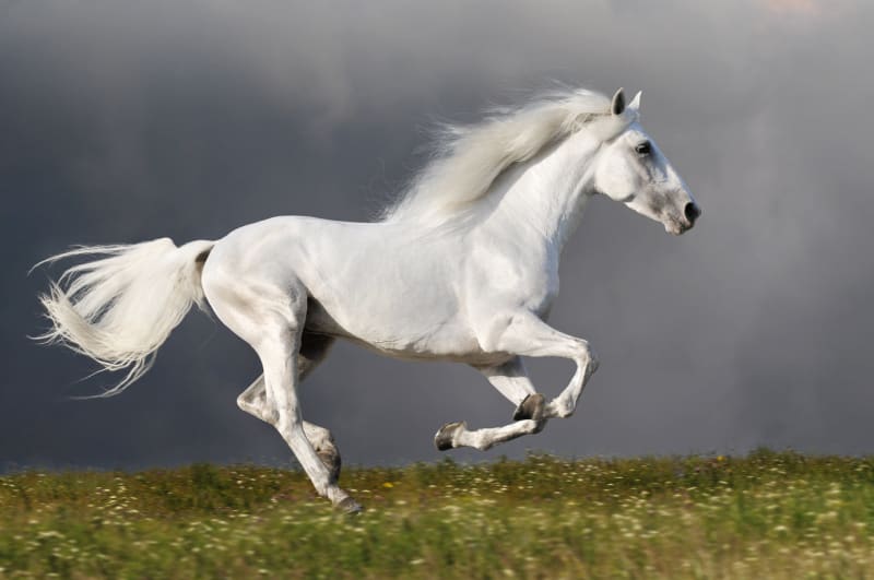 Elegance koňského pohybu - Obrázek 1