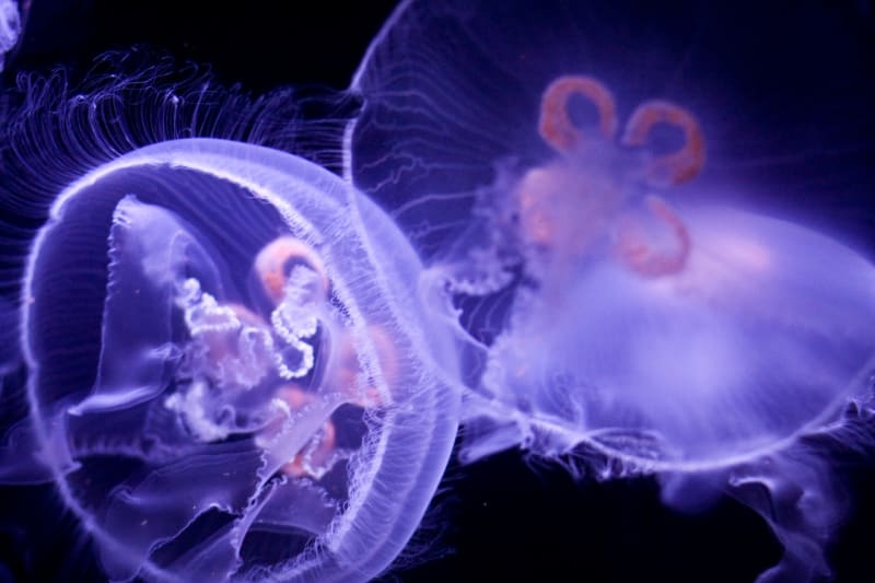 Krásné a nebezpečné: medúzy