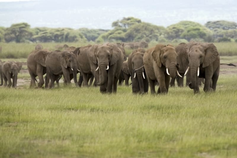 Slony můžete v Amboseli potkat ve stádech čítajících až 100 kusů