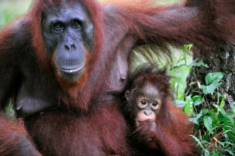 Orangutaní mláďata