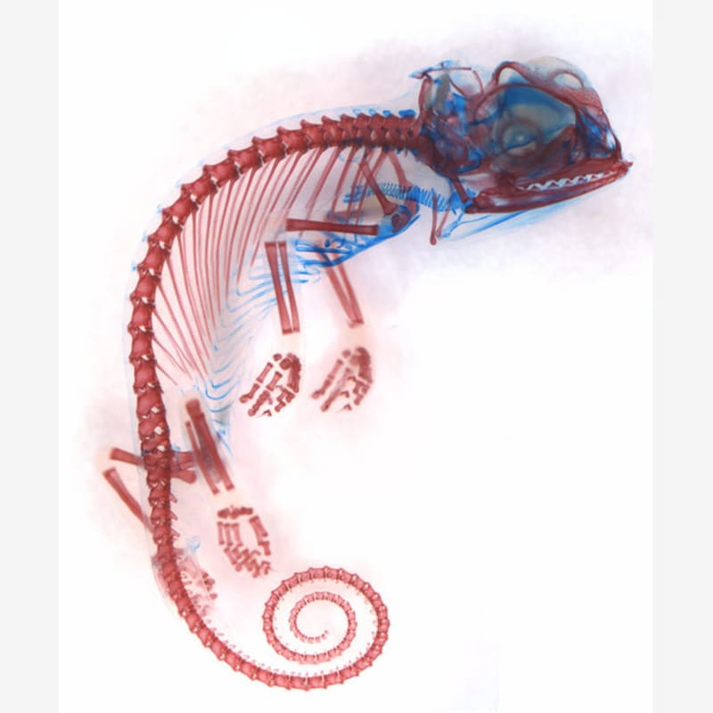 Embryo chameleona jemejského
