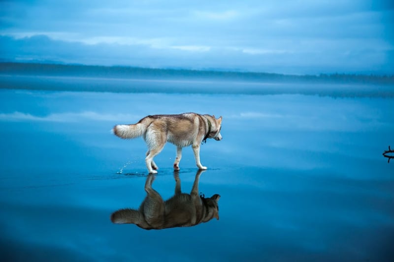 Huskyové na zamrzlém sibiřském jezeře vypadají, jako by chodili po vodě! - Obrázek 3