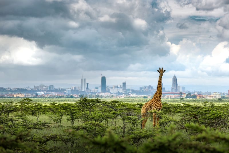 Národní park Nairobi - Obrázek 1