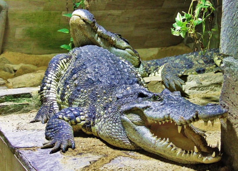 Krokodýli v Protivíně - Obrázek 1