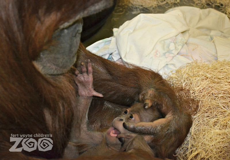 Mladý orangutan - Obrázek 3