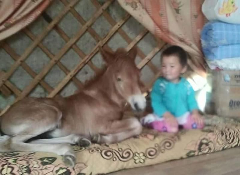 Kůň a dítě: v Mongolsku vzniká tento vztah už od malička! - Obrázek 1