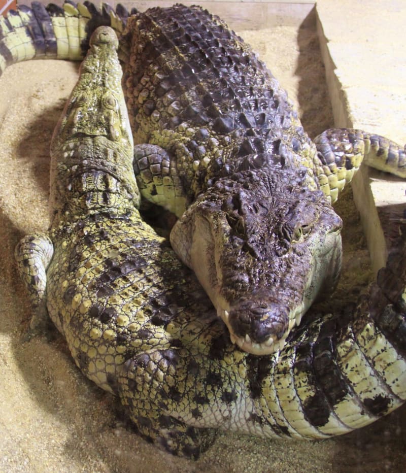 Krokodýli siamský a filipínský - Obrázek 6