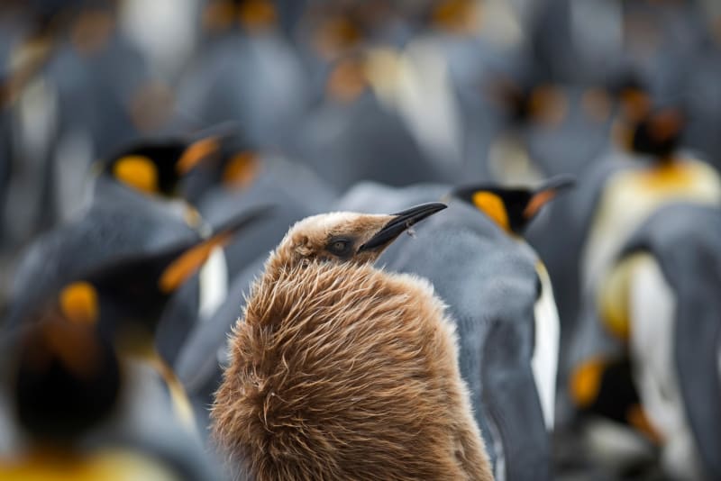 Největší kolonie tučňáků - Obrázek 5
