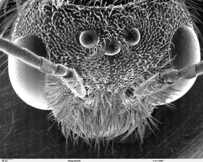 Nejpodivnější hlavy hmyzu zblízka - Obrázek 12