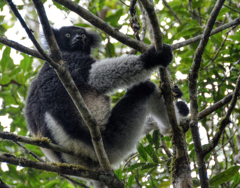 Madagaskarští duchové - Indri