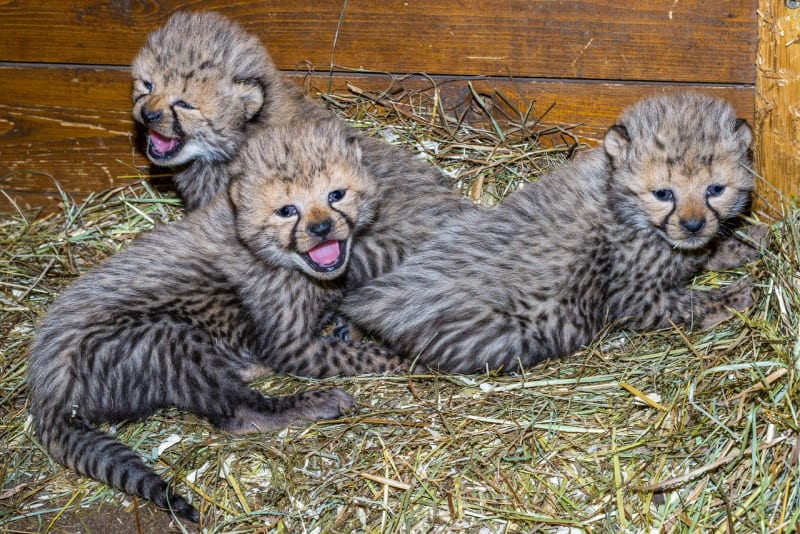 Gepardí mláďata v Zoo Praha - Obrázek 3
