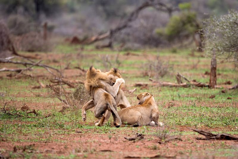 FOTOSTORY: Dva lvi se porvali o hárající samici - Obrázek 2